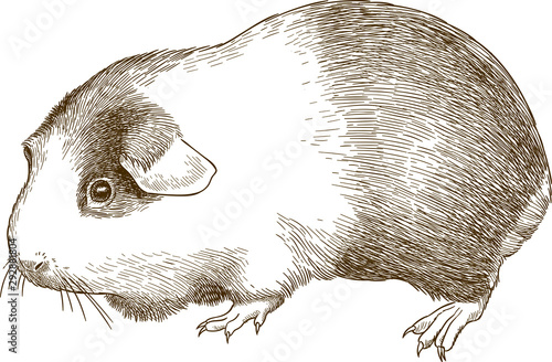 Vector antique engraving drawing illustration of guinea pig or cavia porcellus isolated on white background