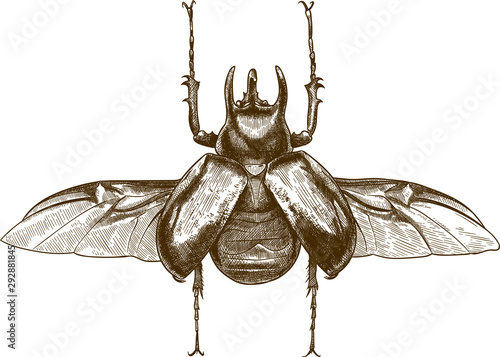Vector antique engraving drawing illustration of giant rhinoceros beetle or chalcosoma caucasus isolated on white background