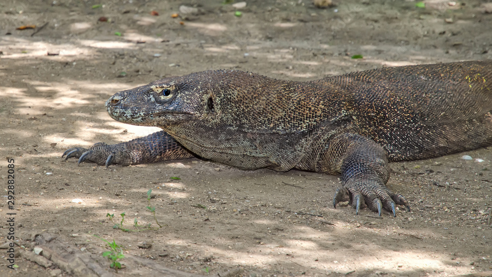 Most real dragons in their natural habitat on the island of Komodo Most real dragons in their natural habitat on the island of Komodo