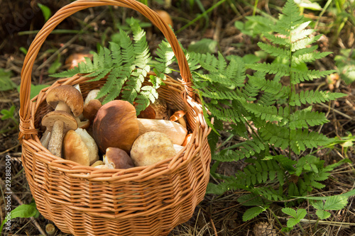 Edible mushrooms in basket in forest with fern, nature