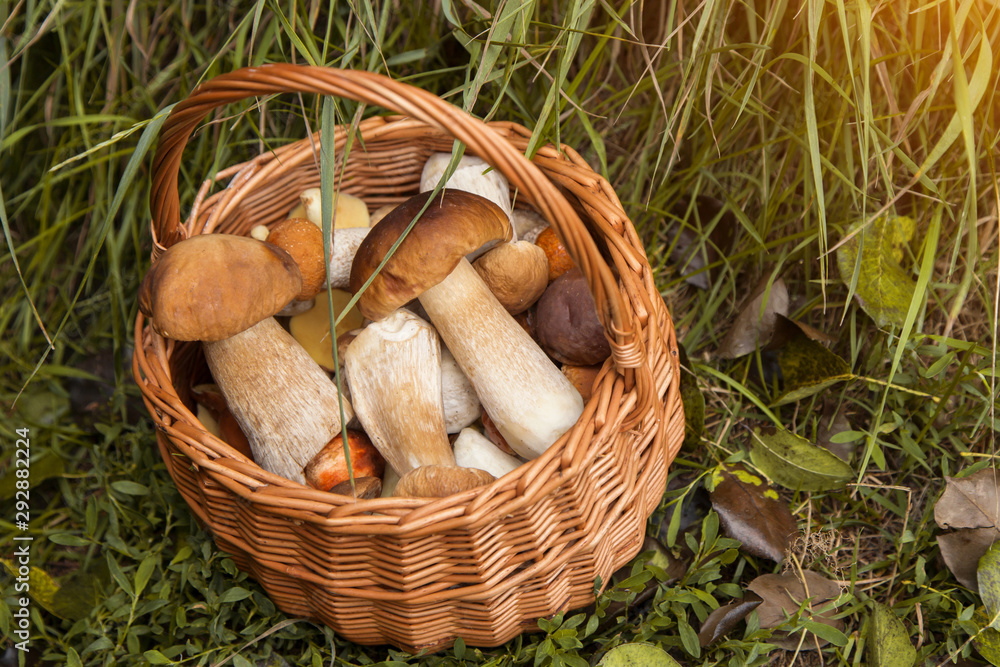 Edible autumn mushrooms porcini in basket in sunlight. Nature, forest Edible autumn mushrooms porcini in basket in sunlight. Nature, forest