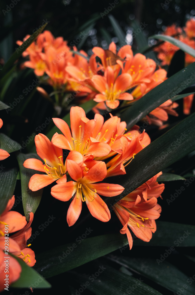 Fototapeta premium Orange flowers
