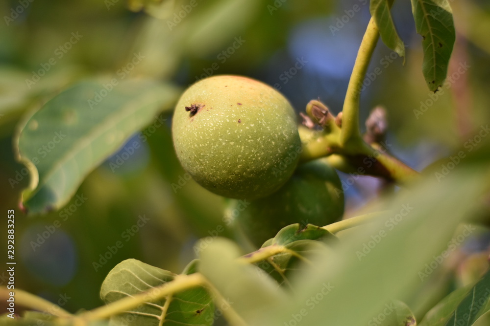 Echte Walnuss (Juglans regia) - grüne Fruchthüllen Echte Walnuss (Juglans regia) - grüne Fruchthüllen