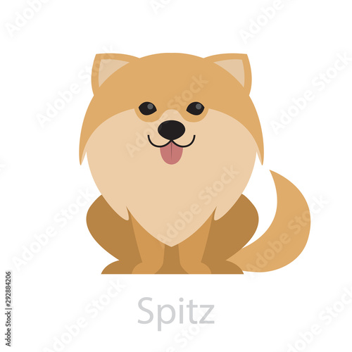 Cute funny spitz breed. Small domestic dog, beautiful puppy.