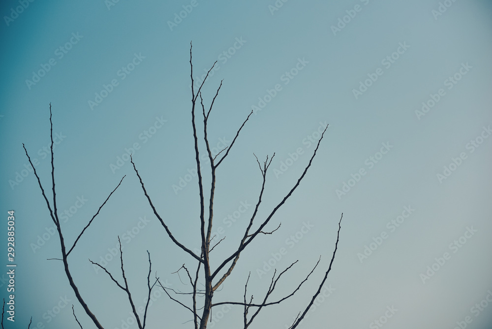 Tree branch in the blue sky background. Tree branch in the blue sky background.