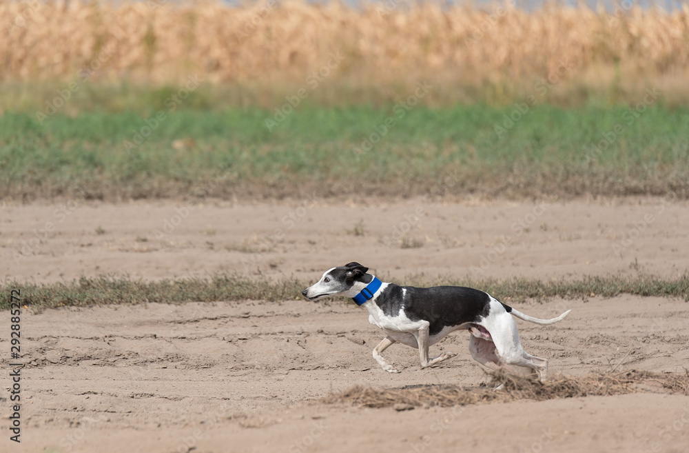 Greyhound dog running in training Greyhound dog running in training