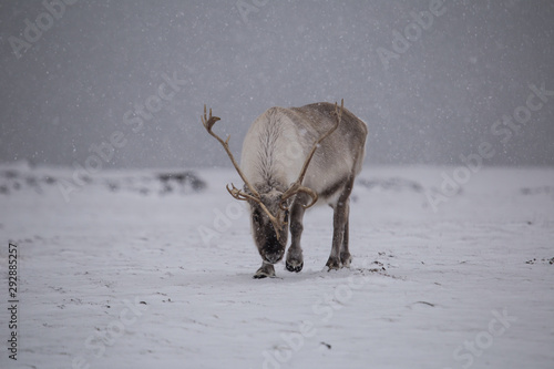 Fototapeta Naklejka Na Ścianę i Meble -  Renifer spitsbergeński
