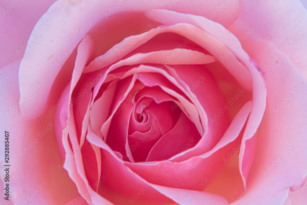 Roses Roses