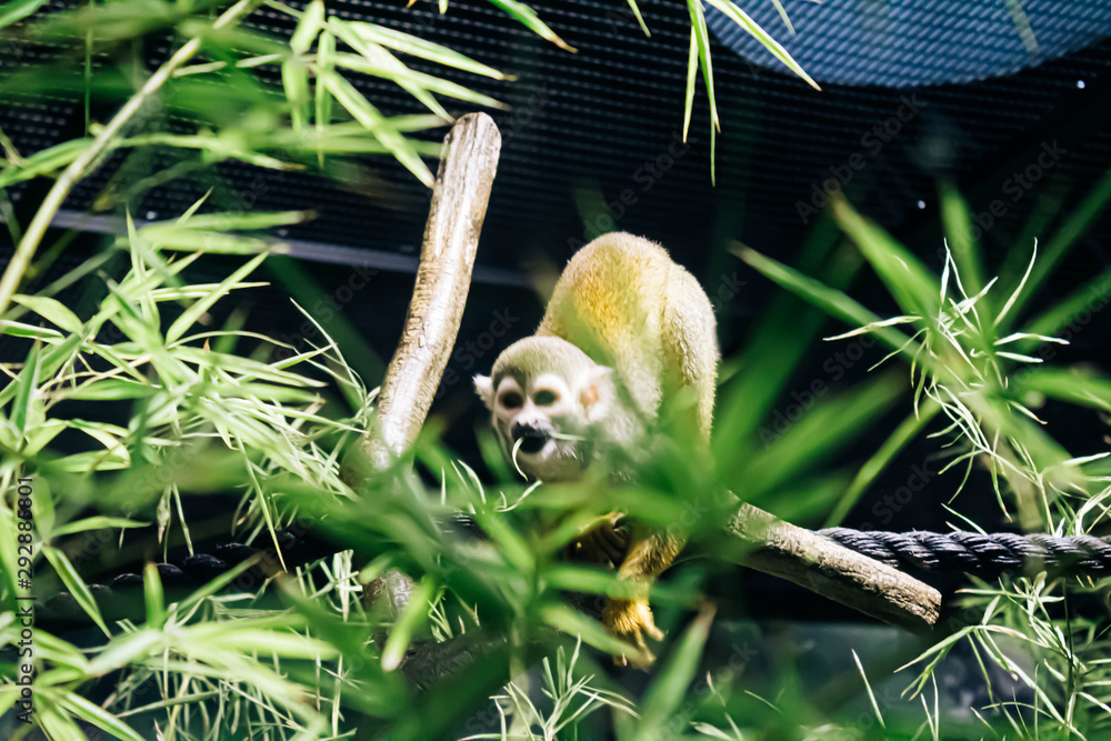 Fototapeta premium Monkey