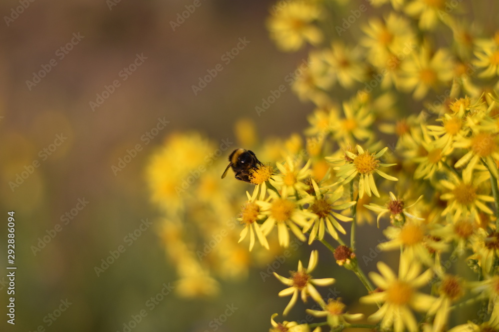 Wildblumenwiese - Insekt inmitten gelber Blüten Wildblumenwiese - Insekt inmitten gelber Blüten