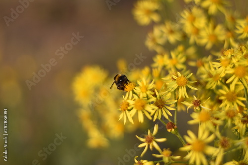 Wildblumenwiese - Insekt inmitten gelber Blüten © summersum