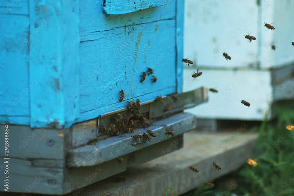 beehives in the apiary in the form of wooden houses for bees beehives in the apiary in the form of wooden houses for bees