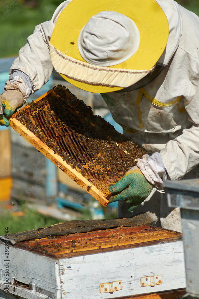 beekeeper checks honeycombs with honey in apiary beekeeper checks honeycombs with honey in apiary