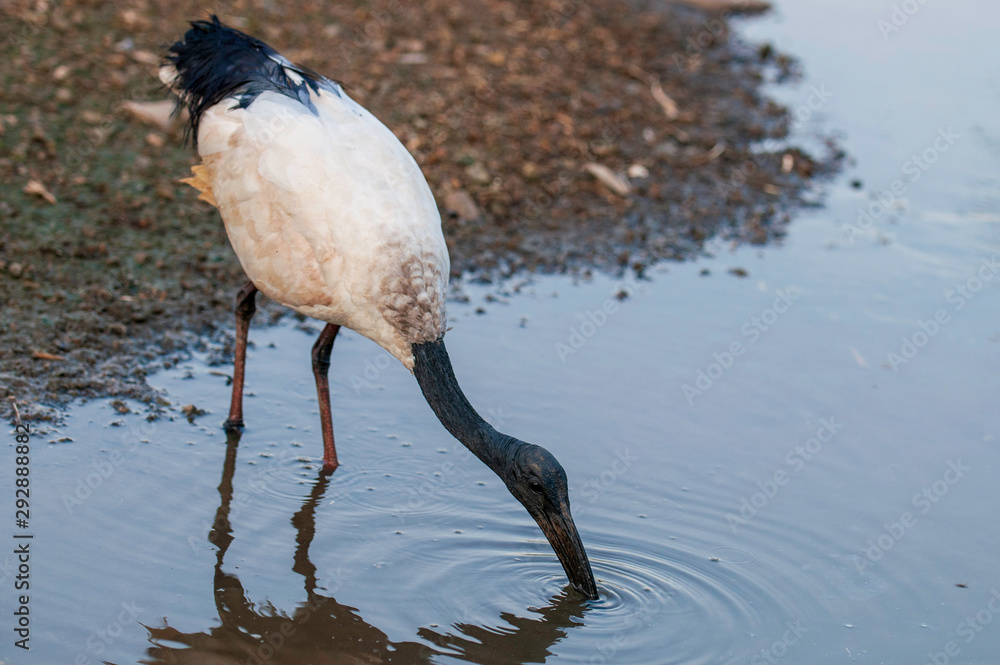 Εκτύπωση καμβά A Sacred Ibis wading in water in a pond or water or lake or stream in South