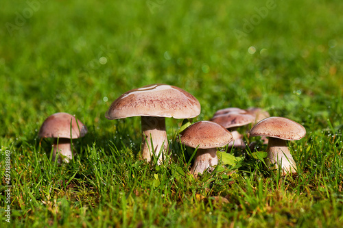 Mushrooms with dew drops on the grass in the early autumn morning. Lepista nuda.