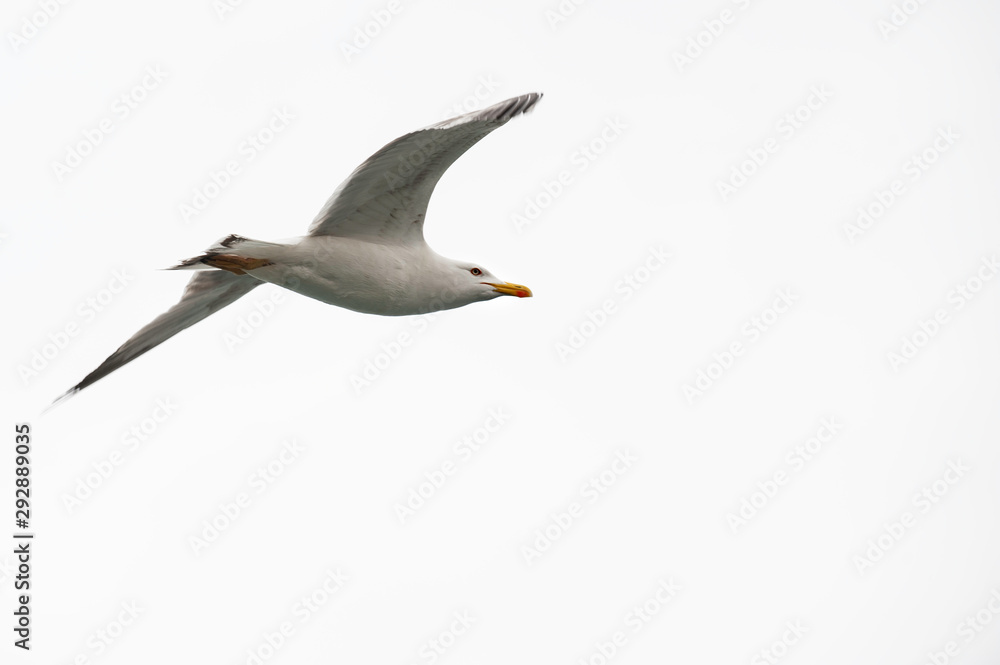 Obraz premium Yellow-legged Gull Juvenile, flying alone, sharp, clear, against clouds white sky