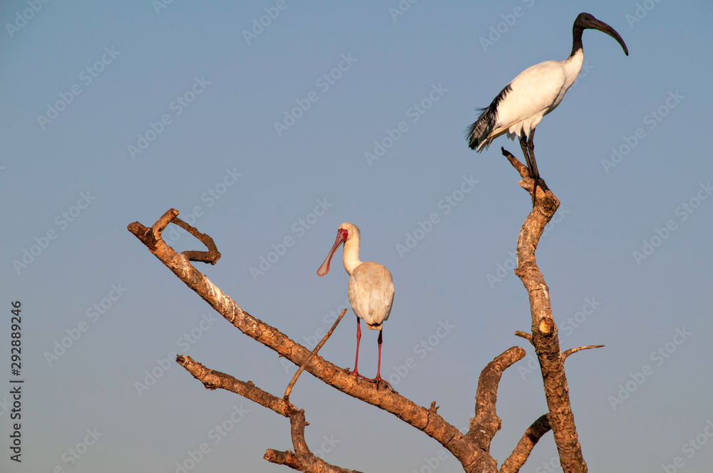 Fotografie African Spoonbill and Sacred Ibis in a Tree in South Africa