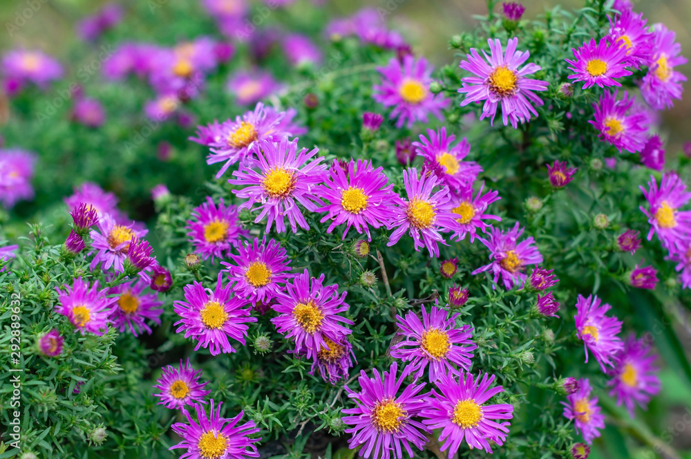 Obraz premium Perennial autumn aster (Symphyotrichum novi-belgii) at the time of flowering, photographed close-up