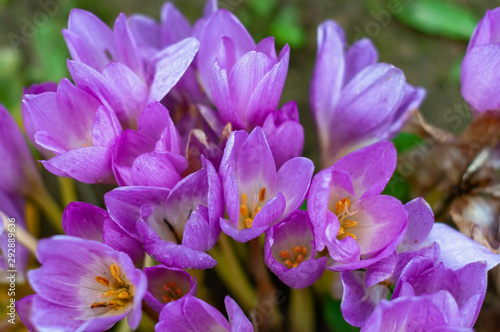 Bright colchicum flowers on a sunny autumn day