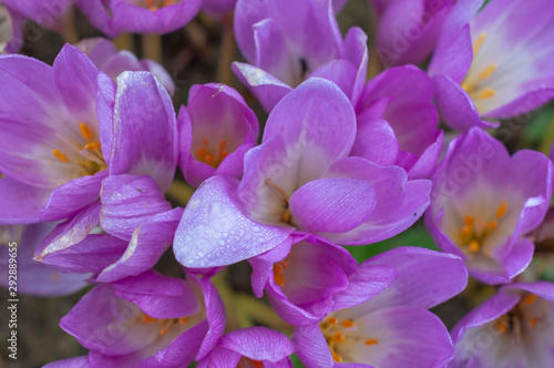 Bright colchicum flowers on a sunny autumn day