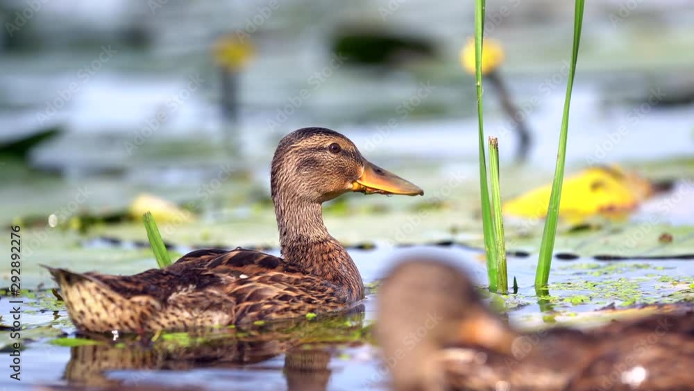 Close up shot of wildlife duck floating by the lake and looking for food among the plants on a sunny day. Close up shot of wildlife duck floating by the lake and looking for food among the plants on a sunny day.