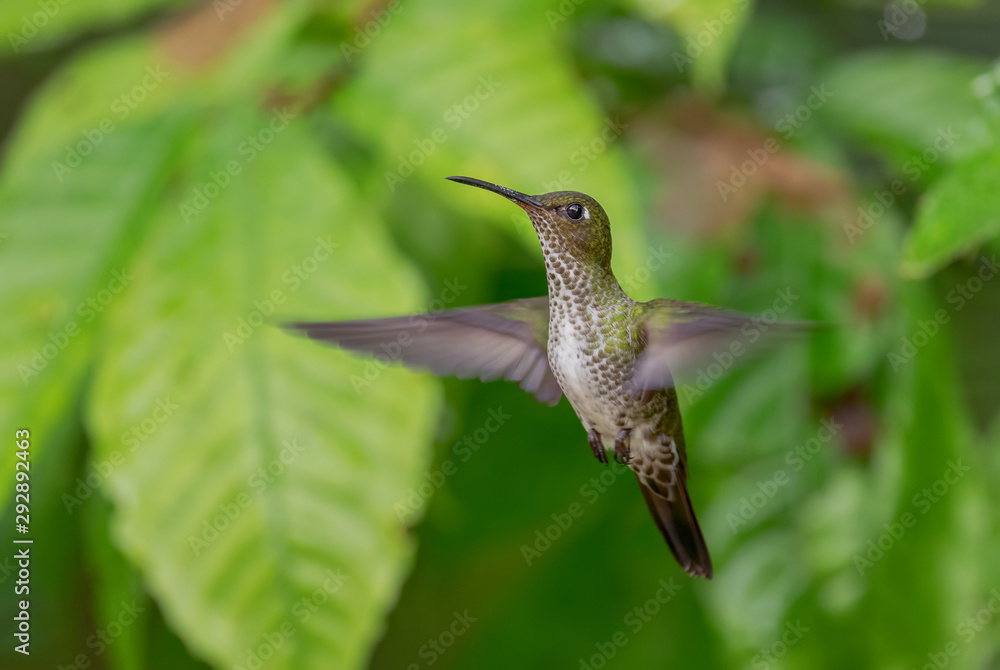 Obraz premium Many-spotted Hummingbird - Leucippus hypostictus, green spotted hummingbird from Andean slopes of South America, Wild Sumaco, Ecuador.
