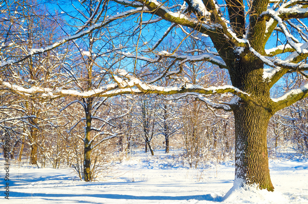 Fototapeta premium winter landscape