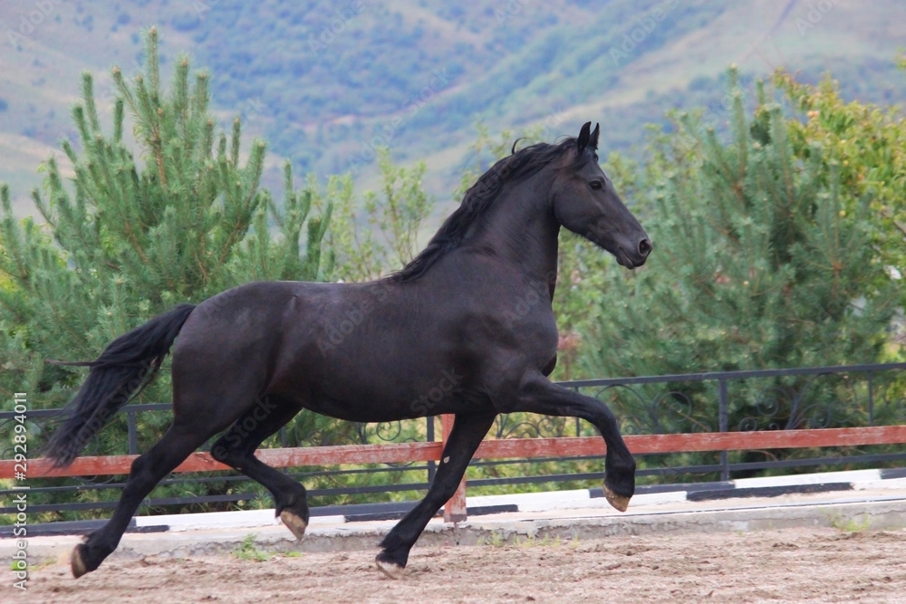 a Friesian black horse runs a beautiful flying trot,