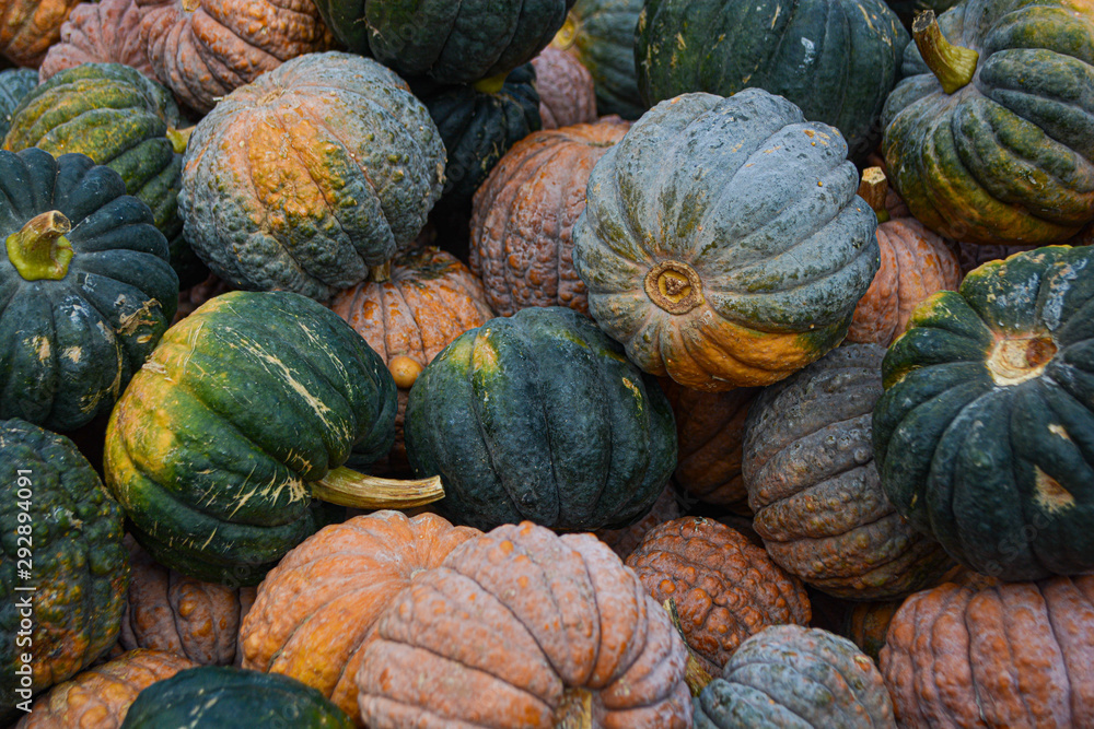 Greenish and yellowish and orange pumpkins in autumn