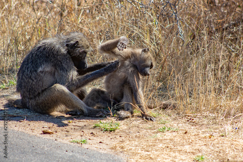 Affen lausen sich Kruger National Park