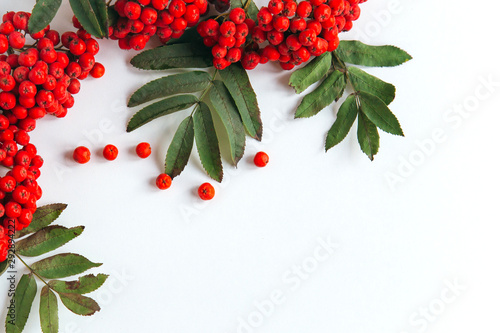 Foto isolated red rowan brush with berries and leaves on a white background, top view
