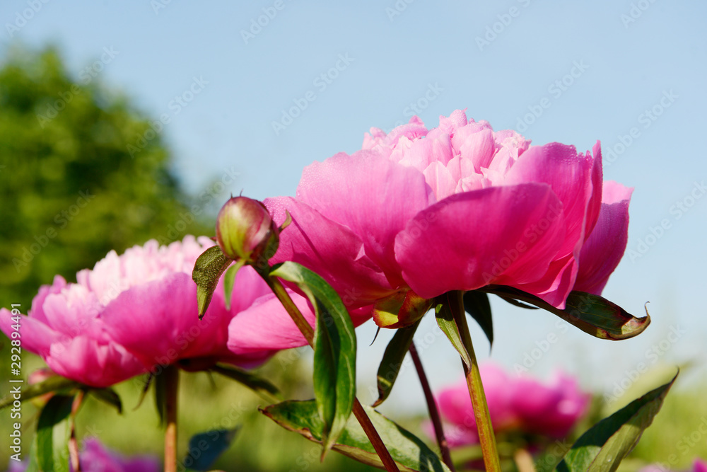 Obraz premium Pink double flowered Peonies in the nature