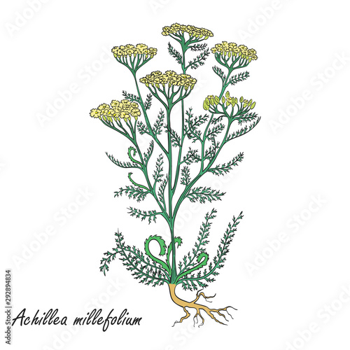 Hand Drawn Sketch of a Yarrow Flower with Color