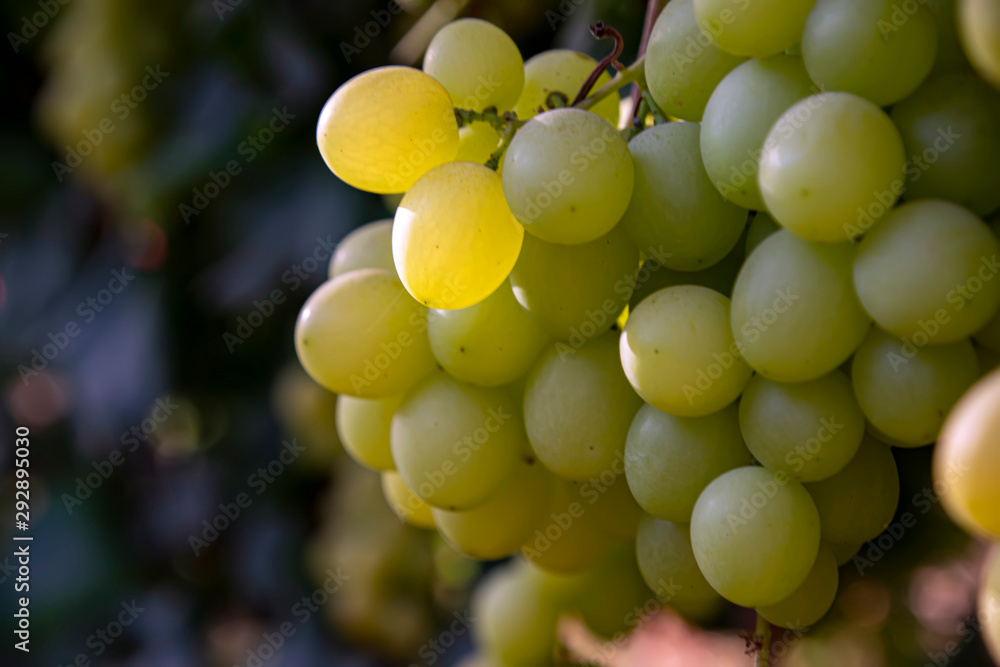 Bunches of ripe grapes close-up on a blurred background