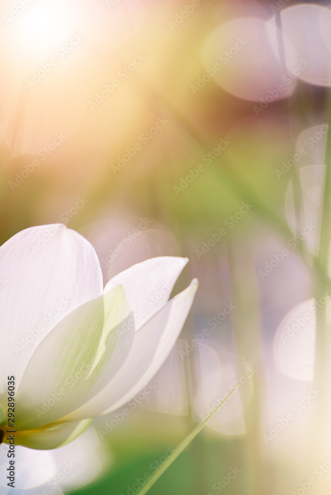Closeup Beautiful pink lotus flower in pond. Closeup Beautiful pink lotus flower in pond.