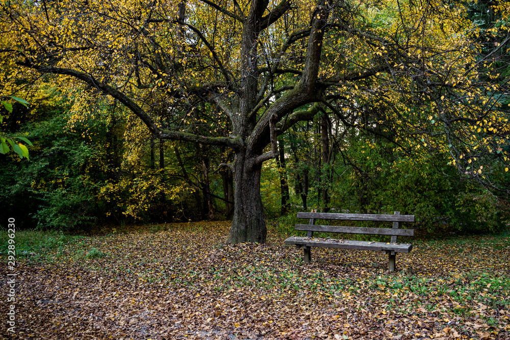 A bench at a resting place in the forest