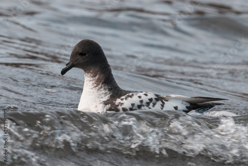 Cape petrel swimming in Antarctic waters. photo