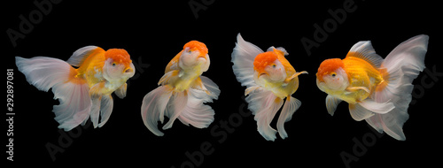 Collection of goldfish isolated on black background. photo