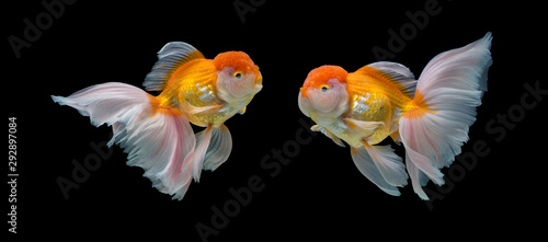 Fotografie, Obraz goldfish isolated on black background.