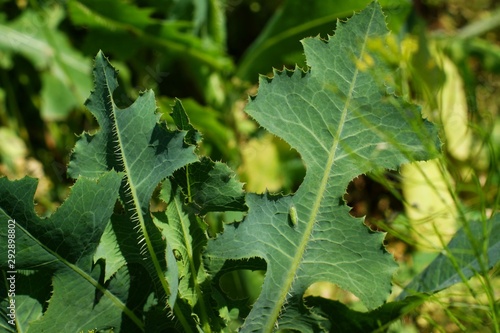 Wild plants in rice fields with flowers