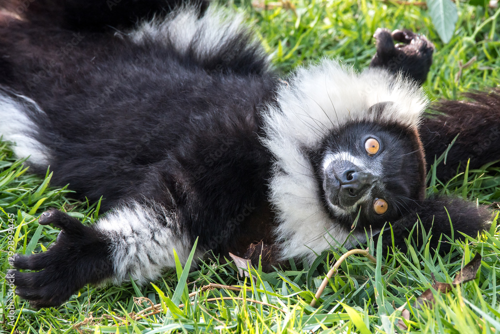 Fototapeta premium Fluffy black and white lemur surprised, lying on a carpet of greenery, showing his belly with open arms