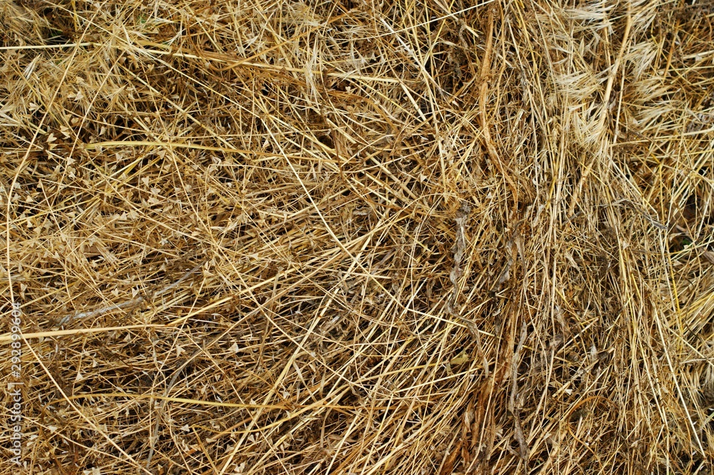 Nice autumn wild dry grass with butterflies Nice autumn wild dry grass with butterflies