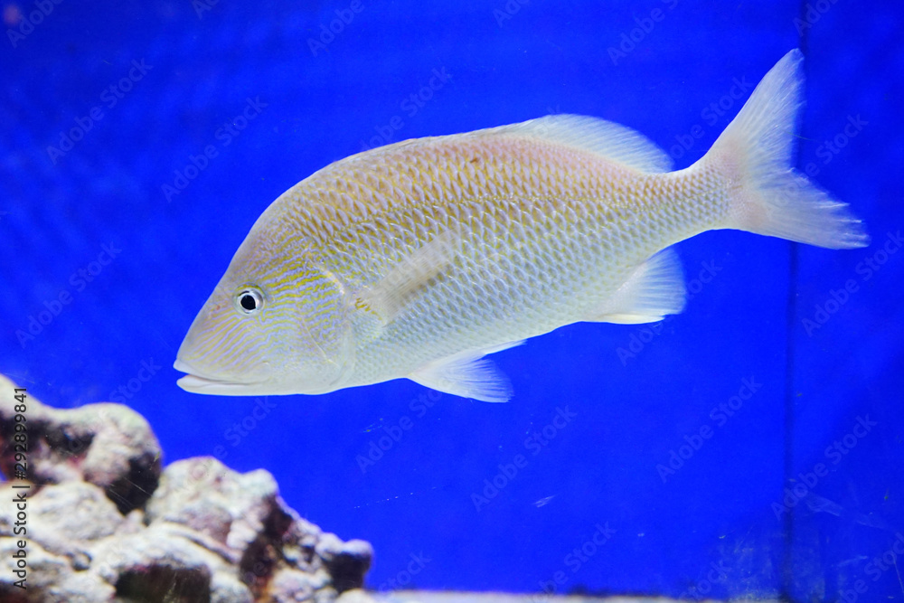 Close up of a swimming tropical marine fish Close up of a swimming tropical marine fish
