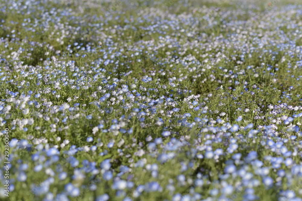 Blue flowers on green background
