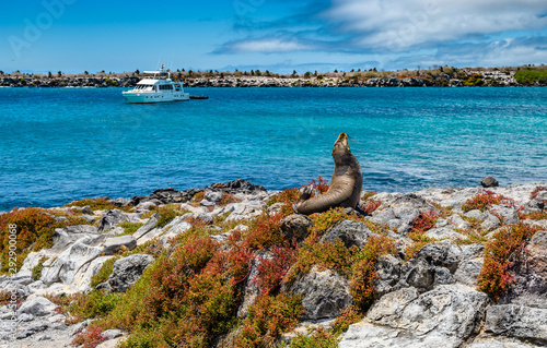 Sea lion on  Plaza Sur island  at  Galapagos, Ecuador. photo
