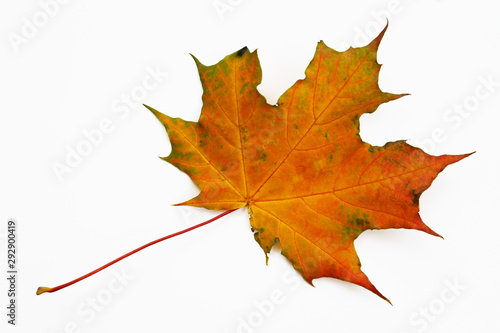 Autumn maple leaf on a white background.