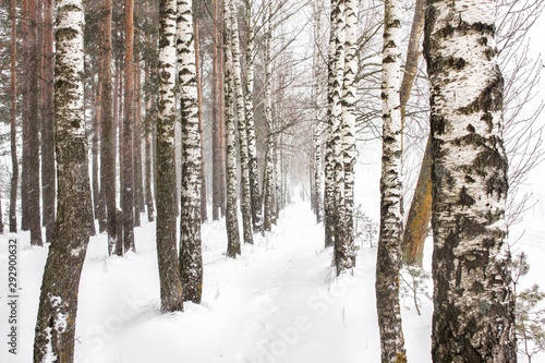 Winter forest, birch grove and snow. Alley among birches, blizzard.