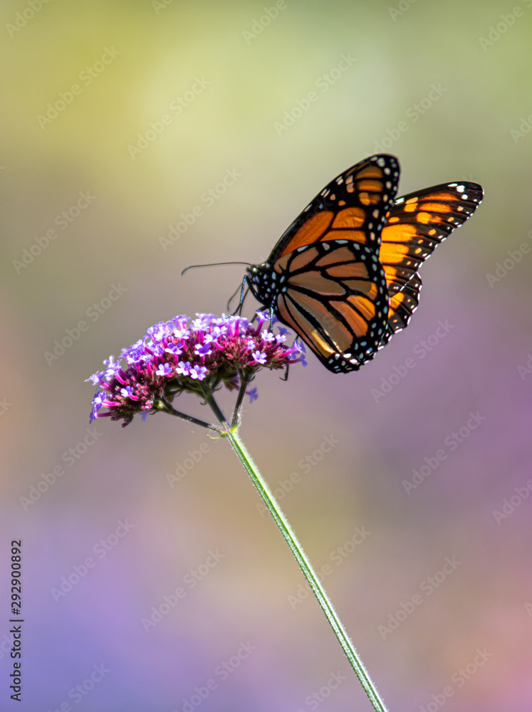 Monarch Butterfly Monarch Butterfly