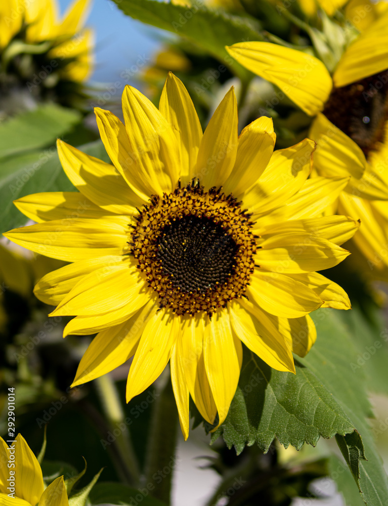 Obraz premium Sunflower