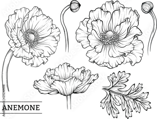 Billede på lærred set of the vintage hand drawn sketch style anemone flower, leaf and bud isolated